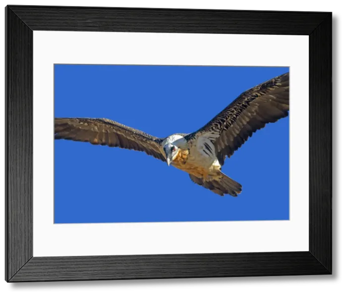 Framed Print : Picture No. 10892119