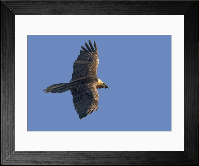 Framed Print : Picture No. 10892120 Framed Print : Picture No. 10892120