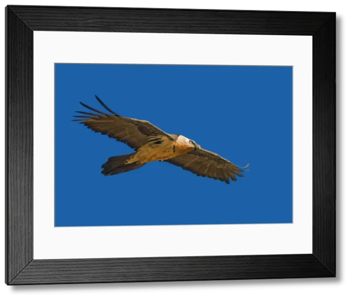 Framed Print : Picture No. 10892118 Framed Print : Picture No. 10892118