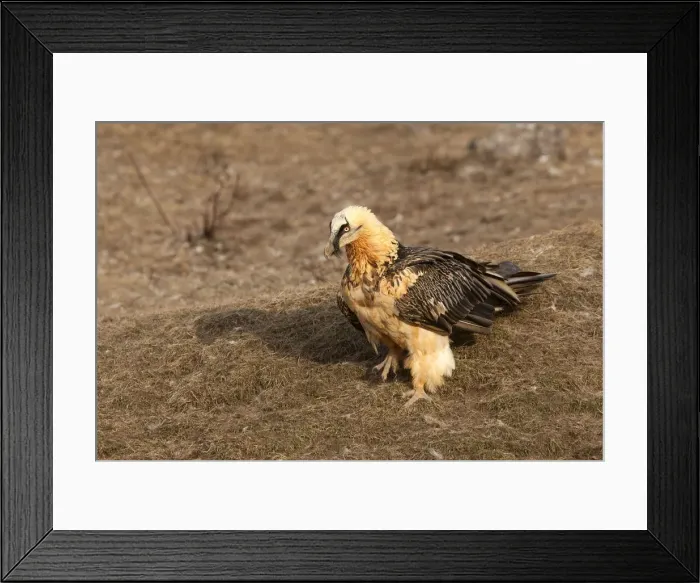Framed Print : Picture No. 10892116 Framed Print : Picture No. 10892116