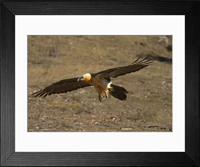 Framed Print : Picture No. 10892122 Framed Print : Picture No. 10892122