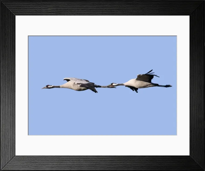 Framed Print : Picture No. 10892129 Framed Print : Picture No. 10892129