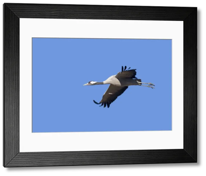 Framed Print : Picture No. 10892130 Framed Print : Picture No. 10892130
