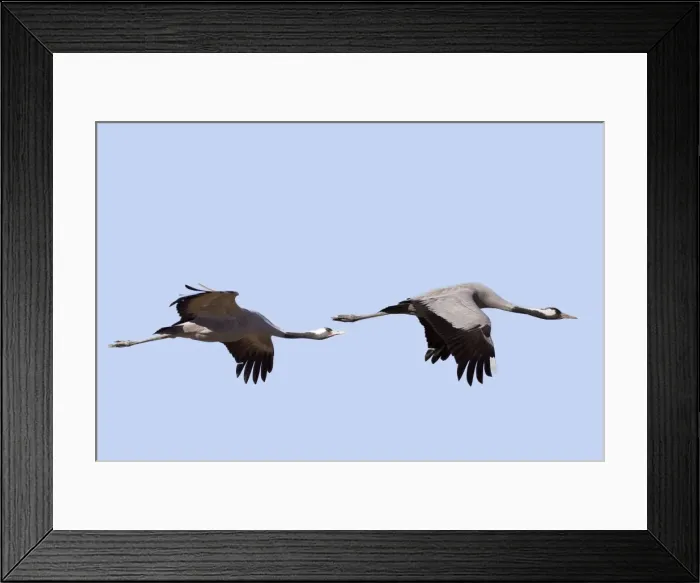 Framed Print : Picture No. 10892133 Framed Print : Picture No. 10892133