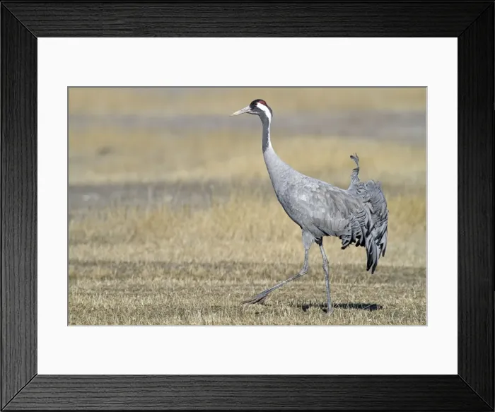 Framed Print : Picture No. 10892124 Framed Print : Picture No. 10892124