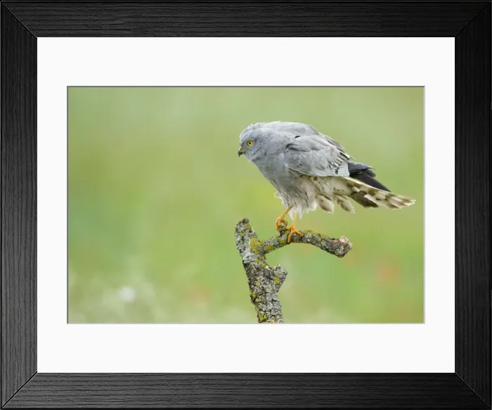Framed Print : Picture No. 10892142 Framed Print : Picture No. 10892142