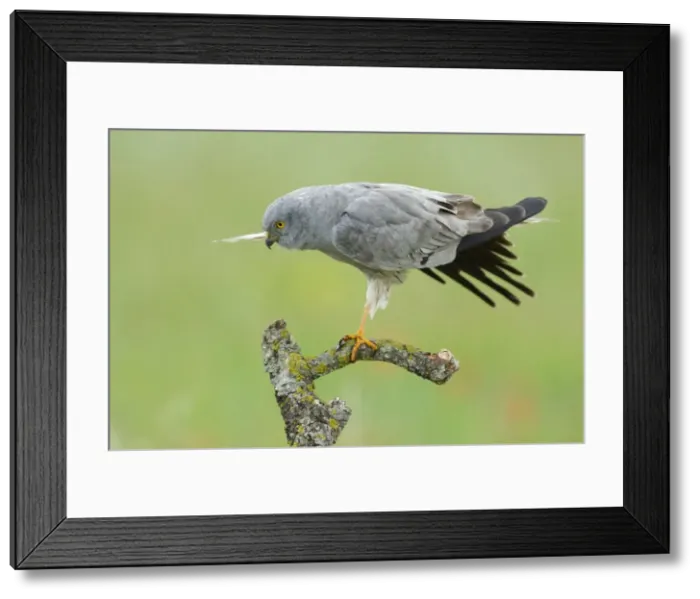 Framed Print : Picture No. 10892141 Framed Print : Picture No. 10892141
