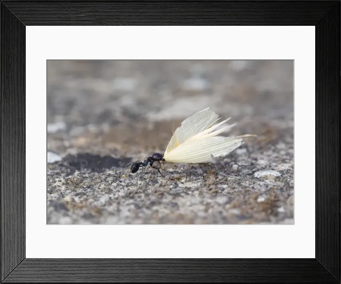 Framed Print : Picture No. 10892161 Framed Print : Picture No. 10892161
