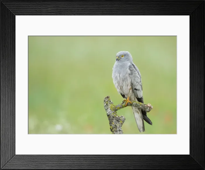 Framed Print : Picture No. 10892143 Framed Print : Picture No. 10892143