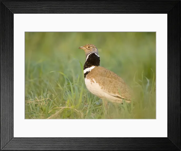 Framed Print : Picture No. 10892145 Framed Print : Picture No. 10892145