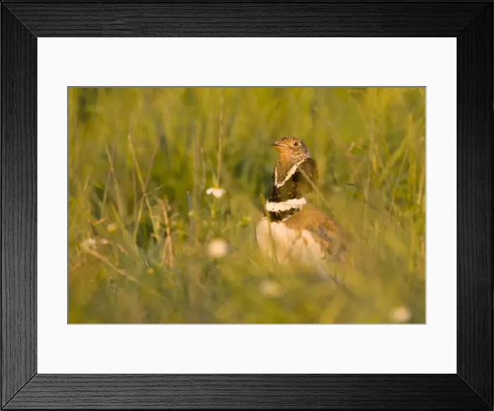Framed Print : Picture No. 10892146