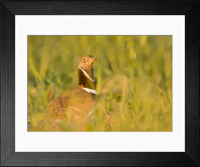 Framed Print : Picture No. 10892147