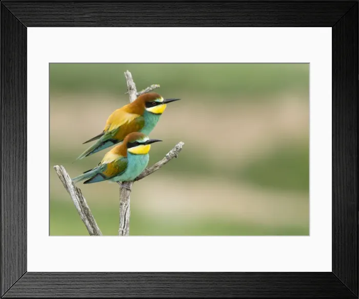 Framed Print : Picture No. 10892149 Framed Print : Picture No. 10892149