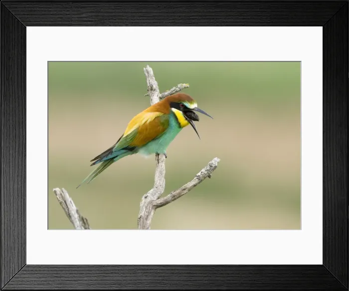 Framed Print : Picture No. 10892150 Framed Print : Picture No. 10892150