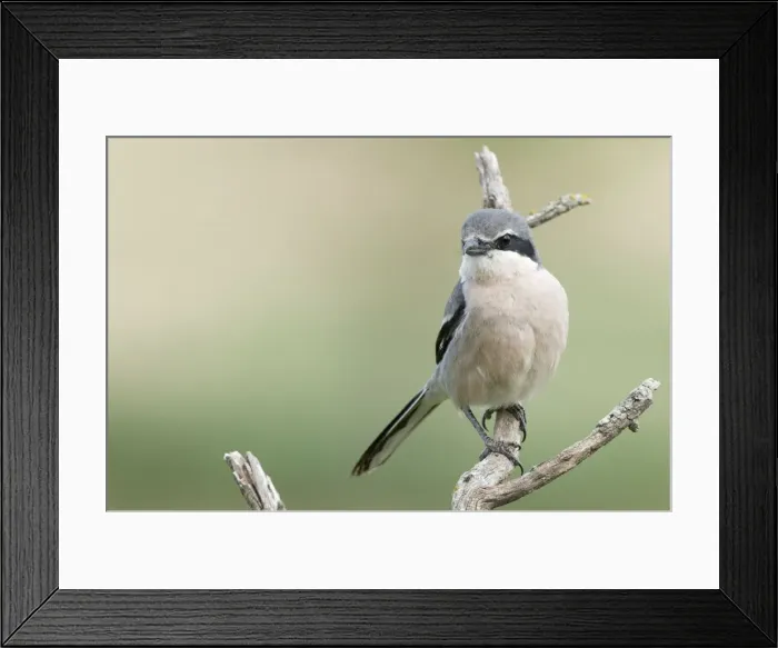 Framed Print : Picture No. 10892148 Framed Print : Picture No. 10892148