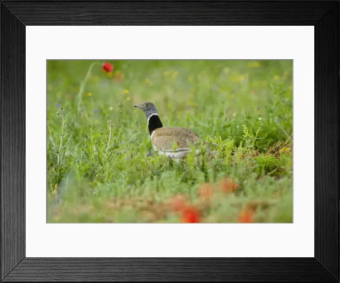 Framed Print : Picture No. 10892151 Framed Print : Picture No. 10892151