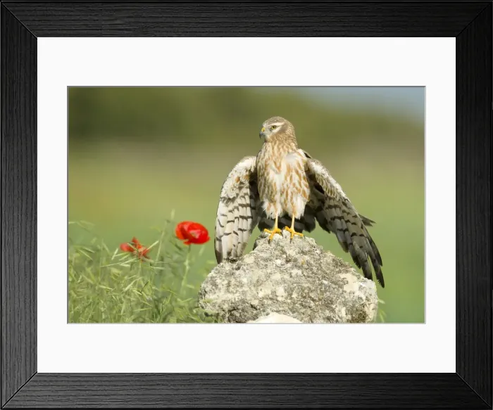 Framed Print : Picture No. 10892154 Framed Print : Picture No. 10892154