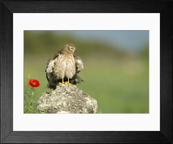 Framed Print : Picture No. 10892155 Framed Print : Picture No. 10892155
