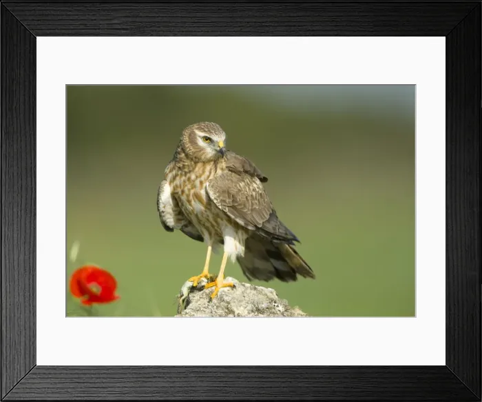 Framed Print : Picture No. 10892152 Framed Print : Picture No. 10892152