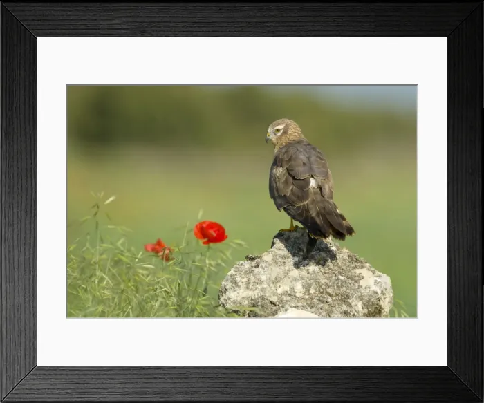 Framed Print : Picture No. 10892156 Framed Print : Picture No. 10892156