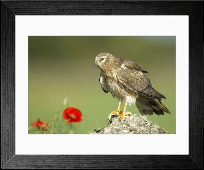 Framed Print : Picture No. 10892153 Framed Print : Picture No. 10892153