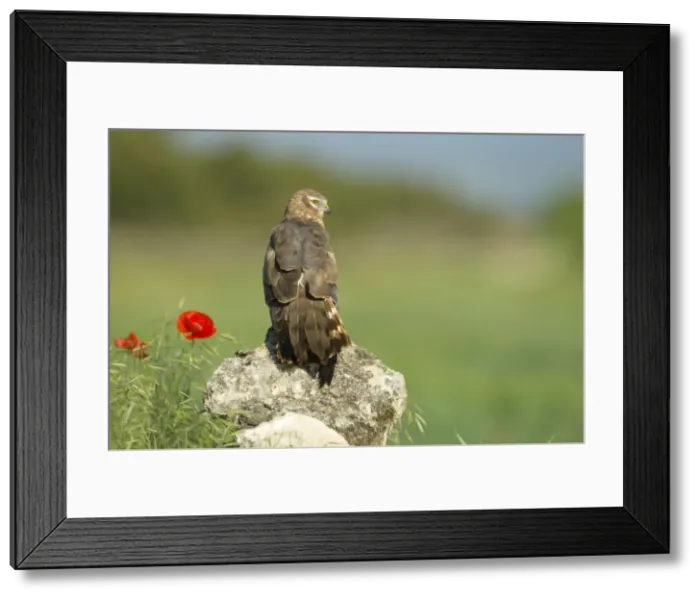 Framed Print : Picture No. 10892157 Framed Print : Picture No. 10892157