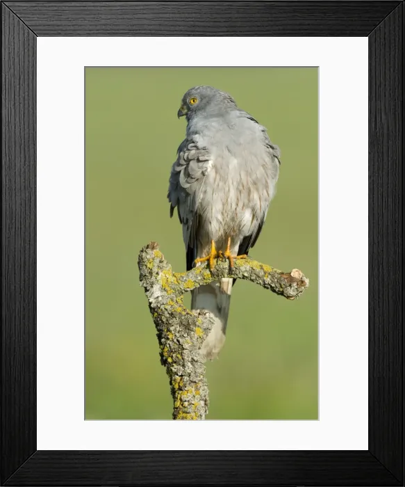 Framed Print : Picture No. 10892158 Framed Print : Picture No. 10892158