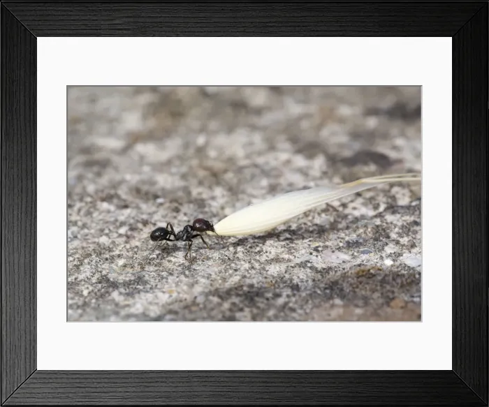 Framed Print : Picture No. 10892162 Framed Print : Picture No. 10892162