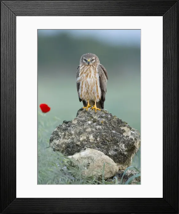 Framed Print : Picture No. 10892159 Framed Print : Picture No. 10892159