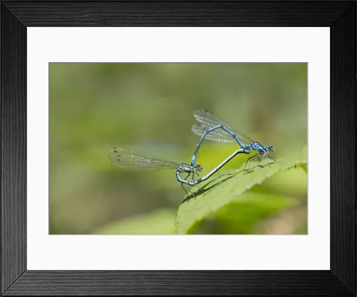 Framed Print : Picture No. 10892163