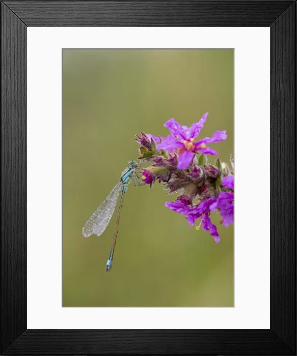 Framed Print : Picture No. 10892167 Framed Print : Picture No. 10892167