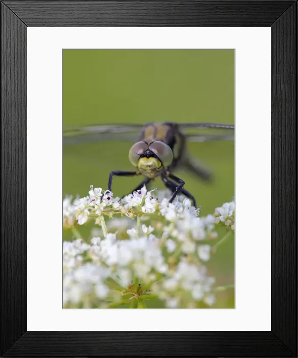 Framed Print : Picture No. 10892166 Framed Print : Picture No. 10892166