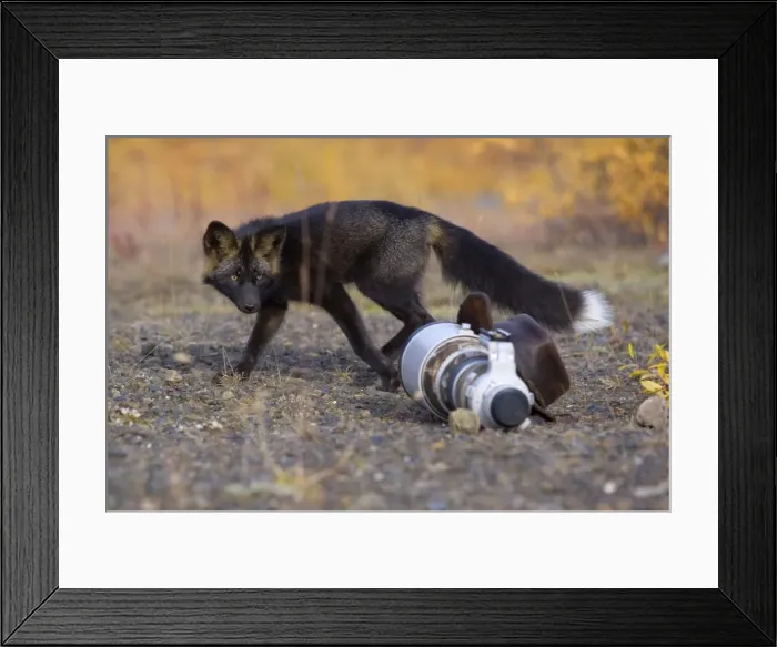 Framed Print : Picture No. 10892170 Framed Print : Picture No. 10892170
