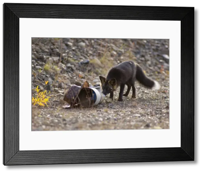 Framed Print : Picture No. 10892172 Framed Print : Picture No. 10892172