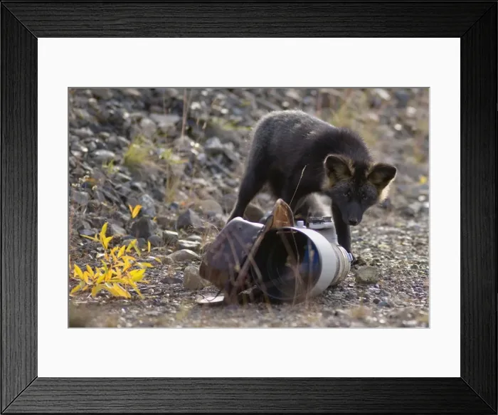 Framed Print : Picture No. 10892171