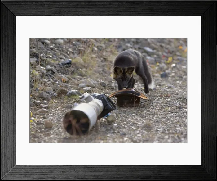 Framed Print : Picture No. 10892169