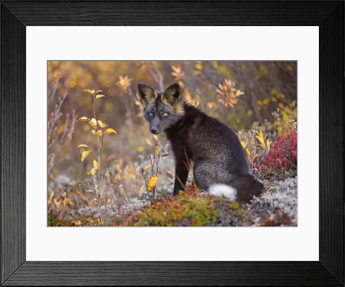Framed Print : Picture No. 10892179 Framed Print : Picture No. 10892179