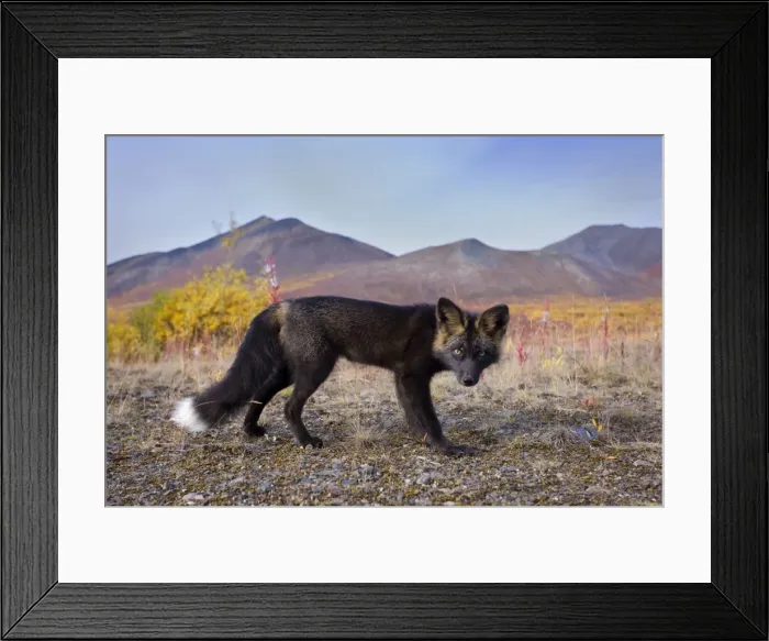 Framed Print : Picture No. 10892177 Framed Print : Picture No. 10892177