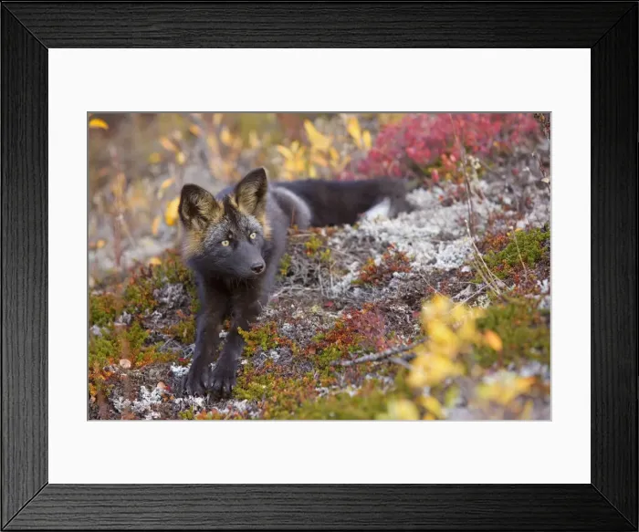 Framed Print : Picture No. 10892180 Framed Print : Picture No. 10892180