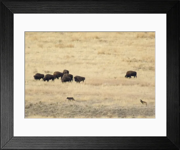 Framed Print : Picture No. 10892182