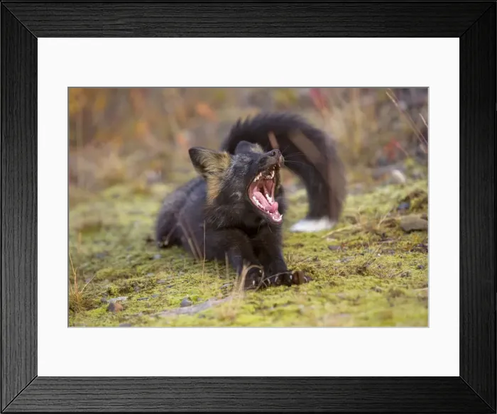 Framed Print : Picture No. 10892178 Framed Print : Picture No. 10892178