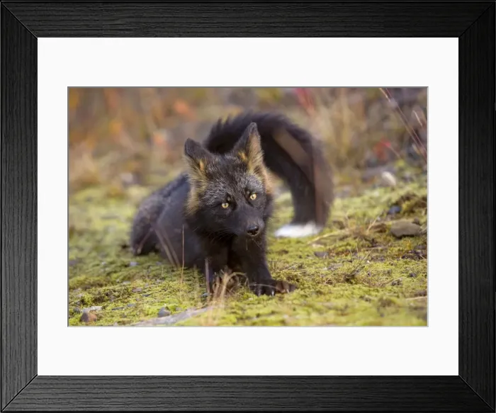 Framed Print : Picture No. 10892181 Framed Print : Picture No. 10892181