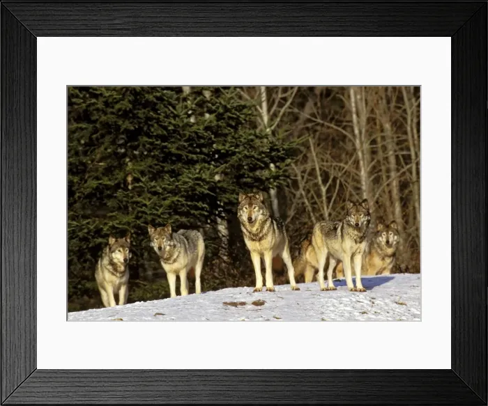 Framed Print : Picture No. 10892184 Framed Print : Picture No. 10892184