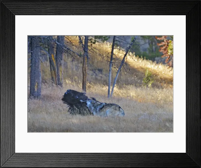 Framed Print : Picture No. 10892190 Framed Print : Picture No. 10892190