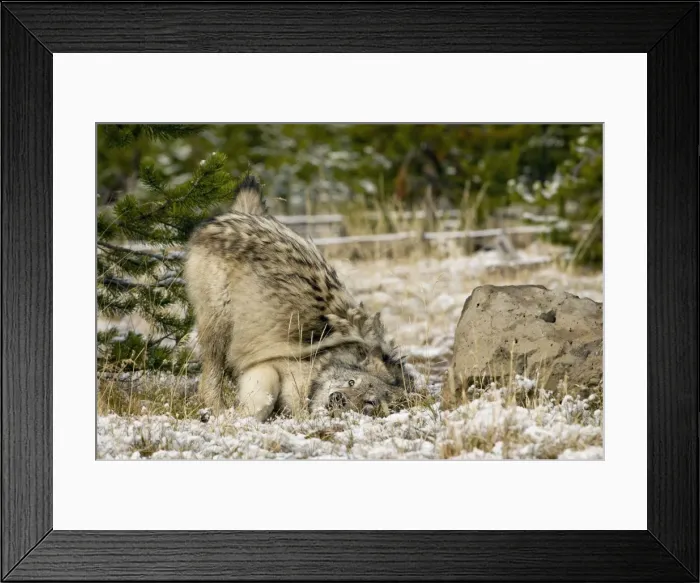 Framed Print : Picture No. 10892191 Framed Print : Picture No. 10892191