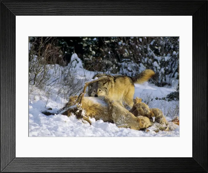 Framed Print : Picture No. 10892183 Framed Print : Picture No. 10892183