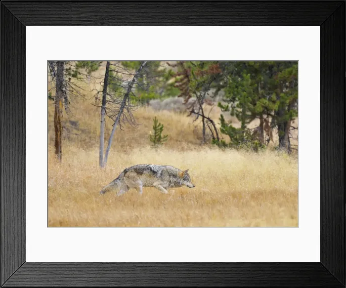 Framed Print : Picture No. 10892194 Framed Print : Picture No. 10892194