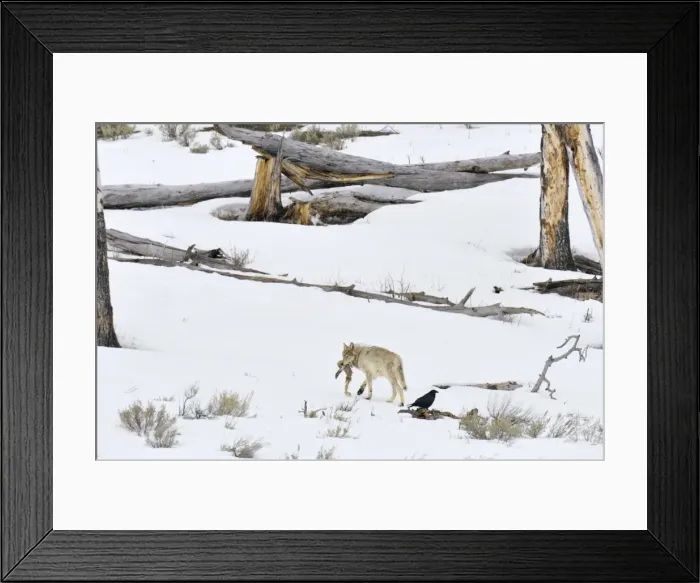 Framed Print : Picture No. 10892192 Framed Print : Picture No. 10892192