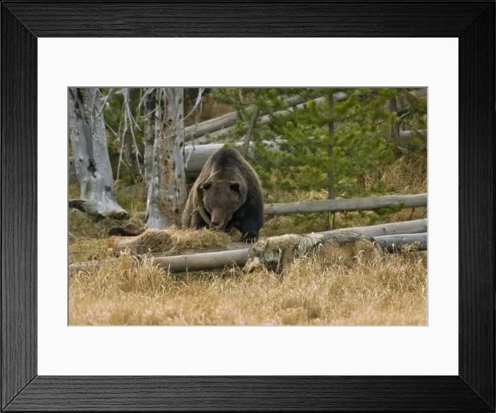 Framed Print : Picture No. 10892197 Framed Print : Picture No. 10892197