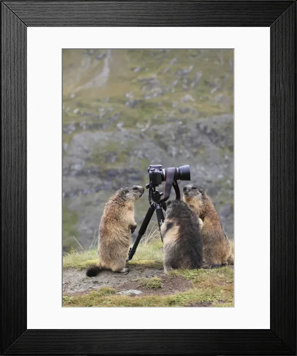 Framed Print : Picture No. 10892198